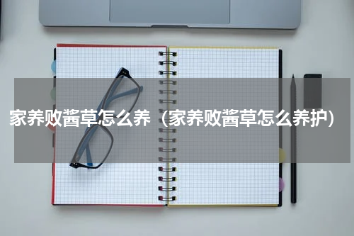 家养败酱草怎么养（家养败酱草怎么养护）