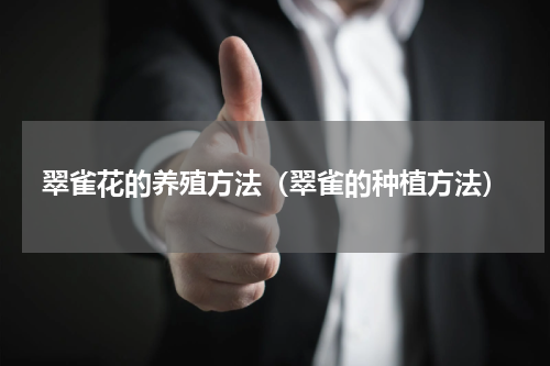 翠雀花的养殖方法（翠雀的种植方法）