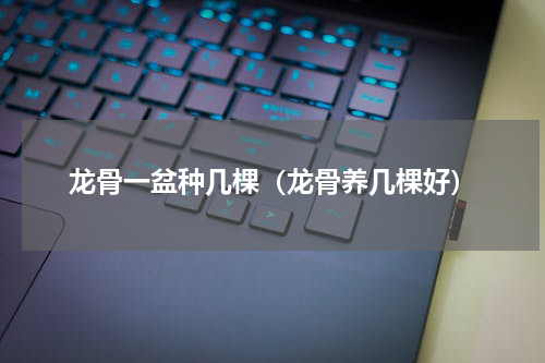 龙骨一盆种几棵（龙骨养几棵好）