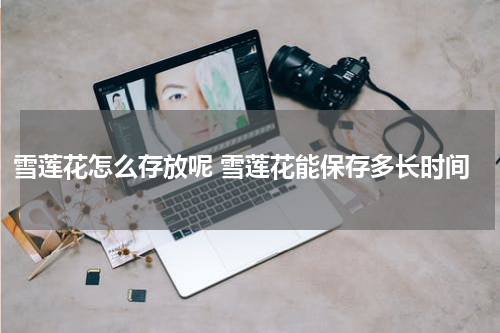 雪莲花怎么存放呢 雪莲花能保存多长时间