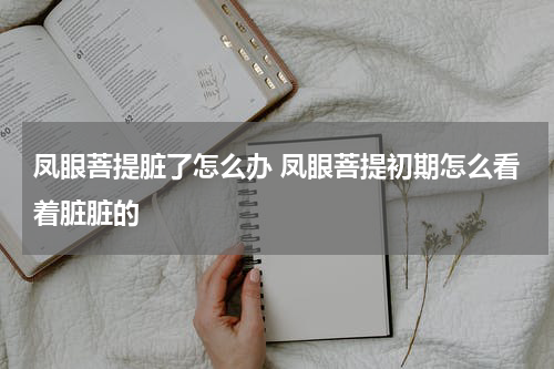 凤眼菩提脏了怎么办 凤眼菩提初期怎么看着脏脏的