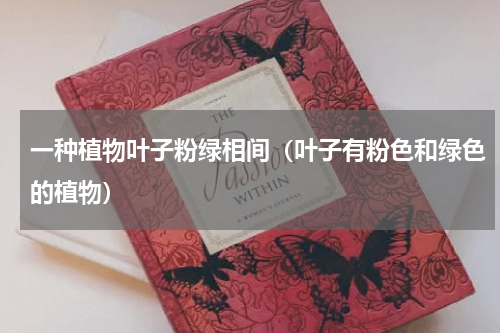 一种植物叶子粉绿相间（叶子有粉色和绿色的植物）