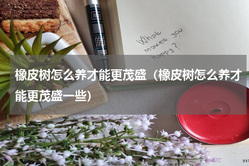 橡皮树怎么养才能更茂盛（橡皮树怎么养才能更茂盛一些）
