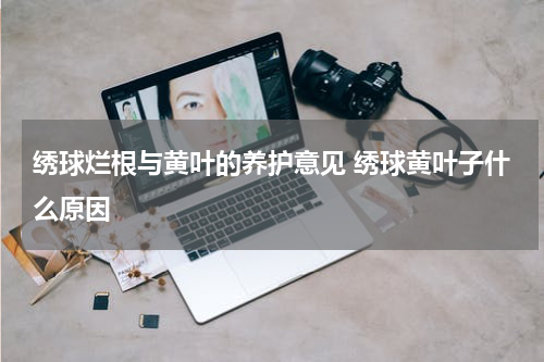 绣球烂根与黄叶的养护意见 绣球黄叶子什么原因