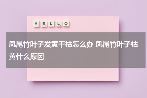 凤尾竹叶子发黄干枯怎么办 凤尾竹叶子枯黄什么原因