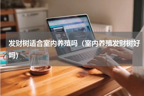 发财树适合室内养殖吗（室内养殖发财树好吗）