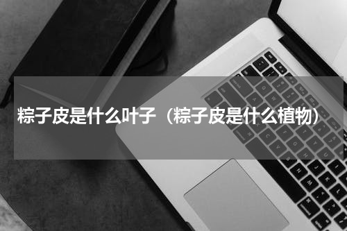 粽子皮是什么叶子（粽子皮是什么植物）