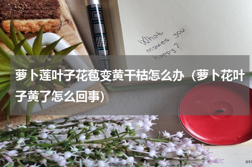 萝卜莲叶子花苞变黄干枯怎么办（萝卜花叶子黄了怎么回事）