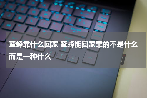 蜜蜂靠什么回家 蜜蜂能回家靠的不是什么而是一种什么