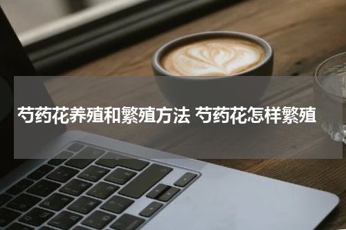 芍药花养殖和繁殖方法 芍药花怎样繁殖