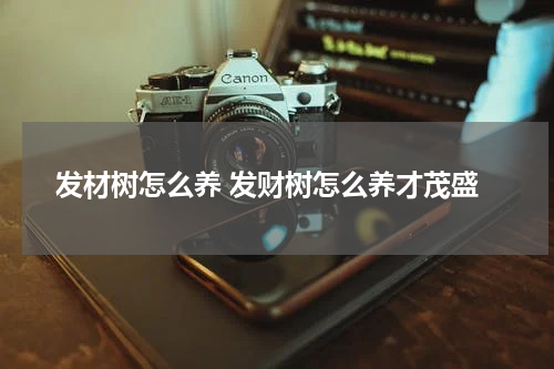 发材树怎么养 发财树怎么养才茂盛