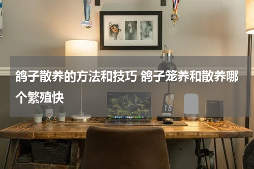 鸽子散养的方法和技巧 鸽子笼养和散养哪个繁殖快