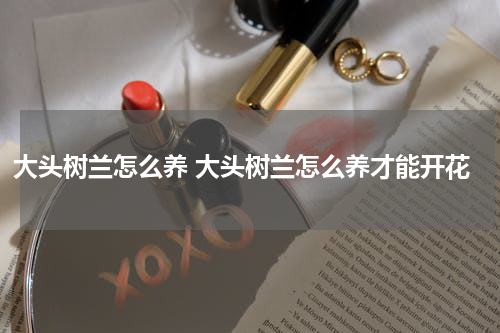 大头树兰怎么养 大头树兰怎么养才能开花