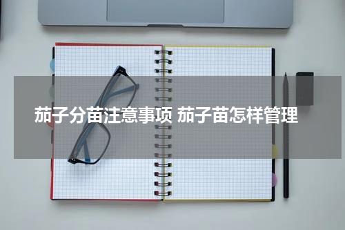 茄子分苗注意事项 茄子苗怎样管理