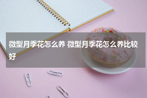 微型月季花怎么养 微型月季花怎么养比较好