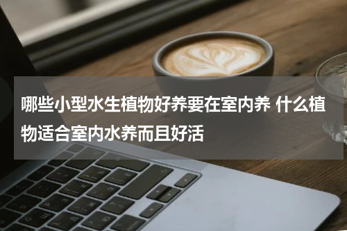 哪些小型水生植物好养要在室内养 什么植物适合室内水养而且好活