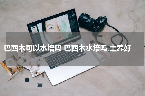 巴西木可以水培吗 巴西木水培吗,土养好