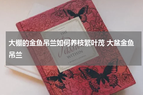 大棚的金鱼吊兰如何养枝繁叶茂 大盆金鱼吊兰