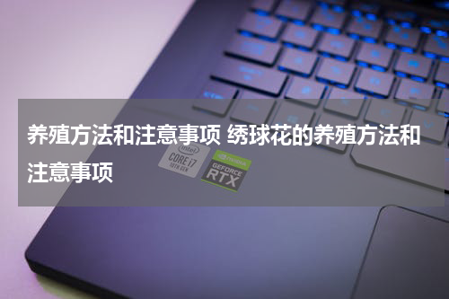 养殖方法和注意事项 绣球花的养殖方法和注意事项