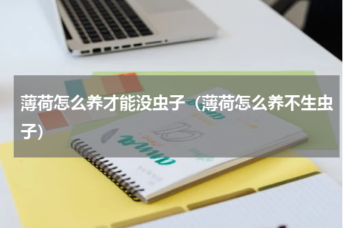 薄荷怎么养才能没虫子（薄荷怎么养不生虫子）