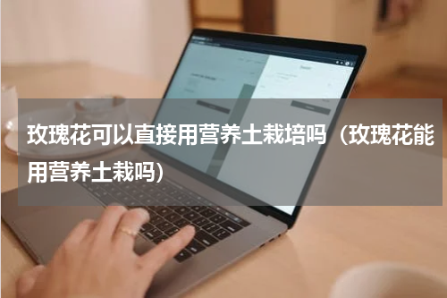 玫瑰花可以直接用营养土栽培吗（玫瑰花能用营养土栽吗）