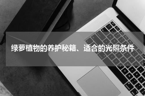 绿萝植物的养护秘籍、适合的光照条件