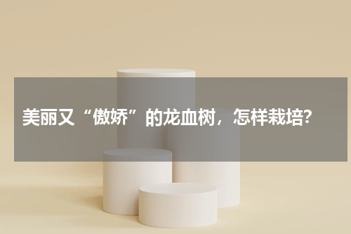  美丽又“傲娇”的龙血树，怎样栽培？