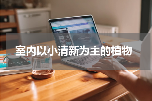  室内以小清新为主的植物