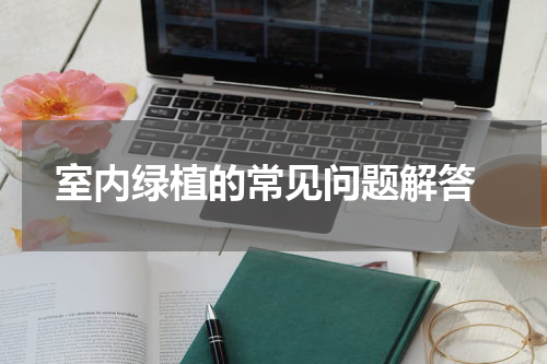  室内绿植的常见问题解答