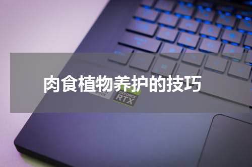  肉食植物养护的技巧