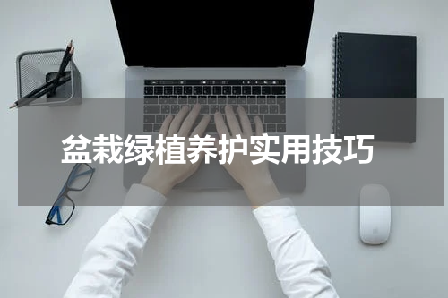  盆栽绿植养护实用技巧