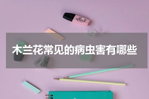 木兰花常见的病虫害有哪些