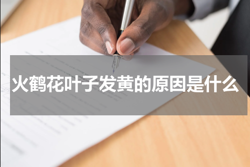火鹤花叶子发黄的原因是什么