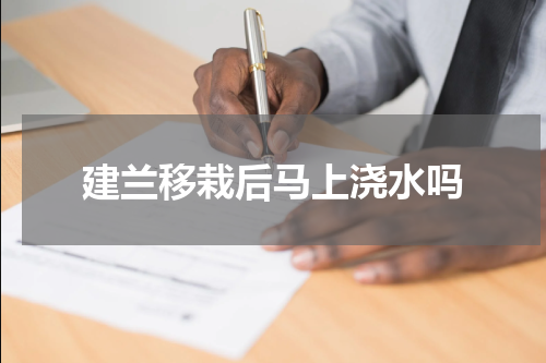 建兰移栽后马上浇水吗