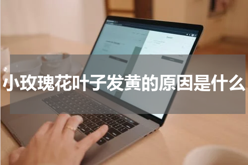 小玫瑰花叶子发黄的原因是什么