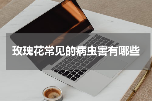 玫瑰花常见的病虫害有哪些