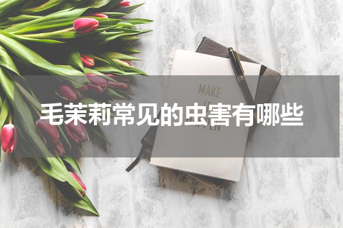 毛茉莉常见的虫害有哪些