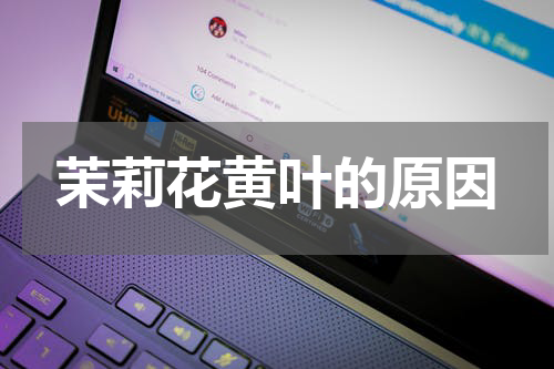 茉莉花黄叶的原因