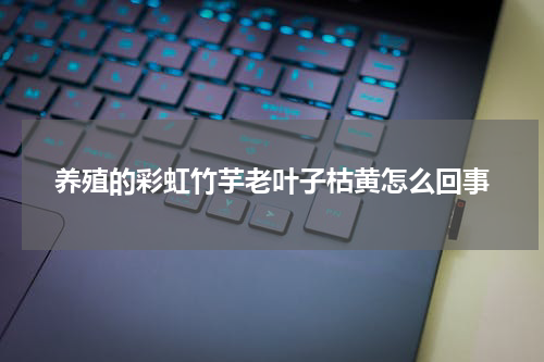 养殖的彩虹竹芋老叶子枯黄怎么回事