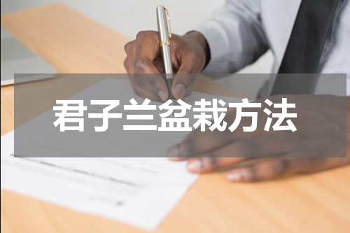 君子兰盆栽方法