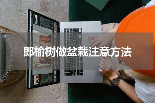 郎榆树做盆栽注意方法