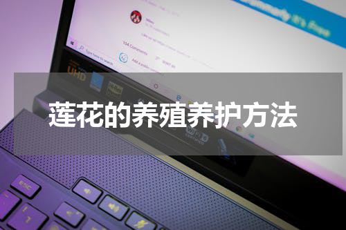 莲花的养殖养护方法