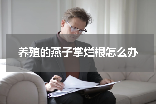 养殖的燕子掌烂根怎么办