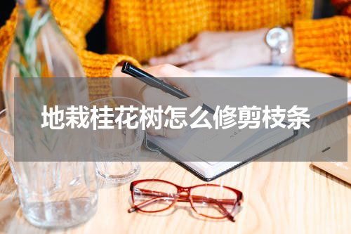 地栽桂花树怎么修剪枝条