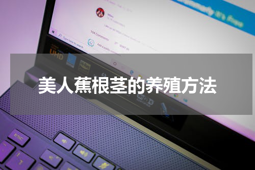美人蕉根茎的养殖方法