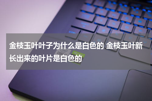 金枝玉叶叶子为什么是白色的 金枝玉叶新长出来的叶片是白色的