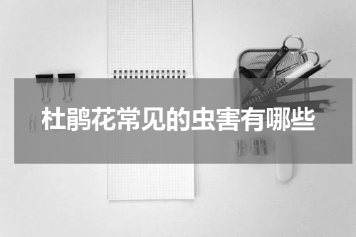 杜鹃花常见的虫害有哪些