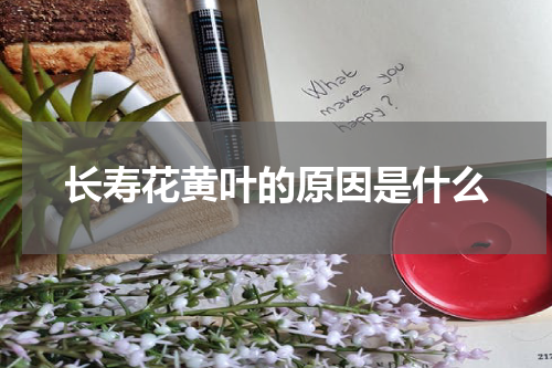 长寿花黄叶的原因是什么