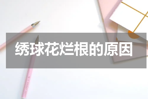 绣球花烂根的原因