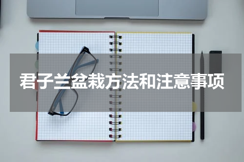 君子兰盆栽方法和注意事项